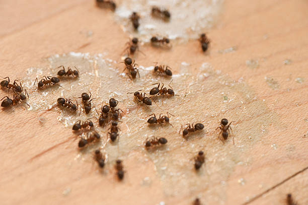 Best Pest Control Near Me in Banner Hill, TN